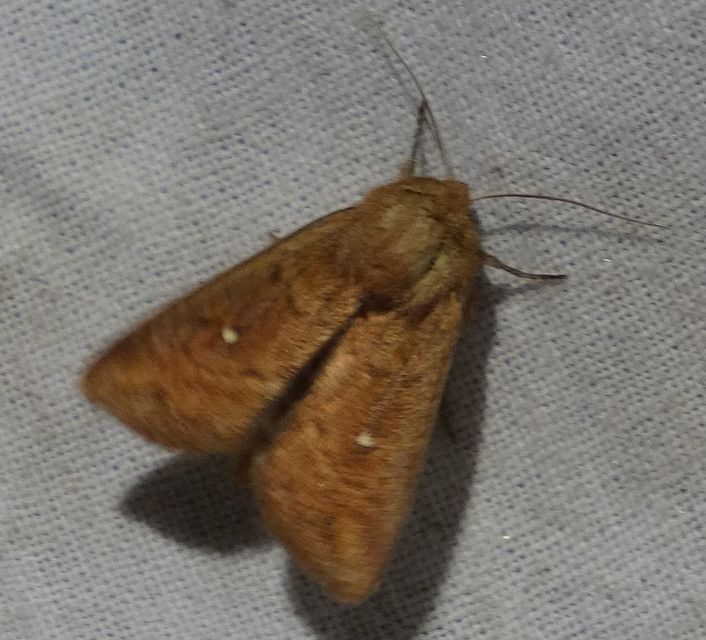 Mythimna albipuncta - fehérpettyes rétibagoly