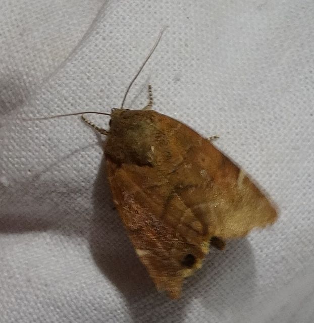 Cosmia affinis - barna lombbagoly