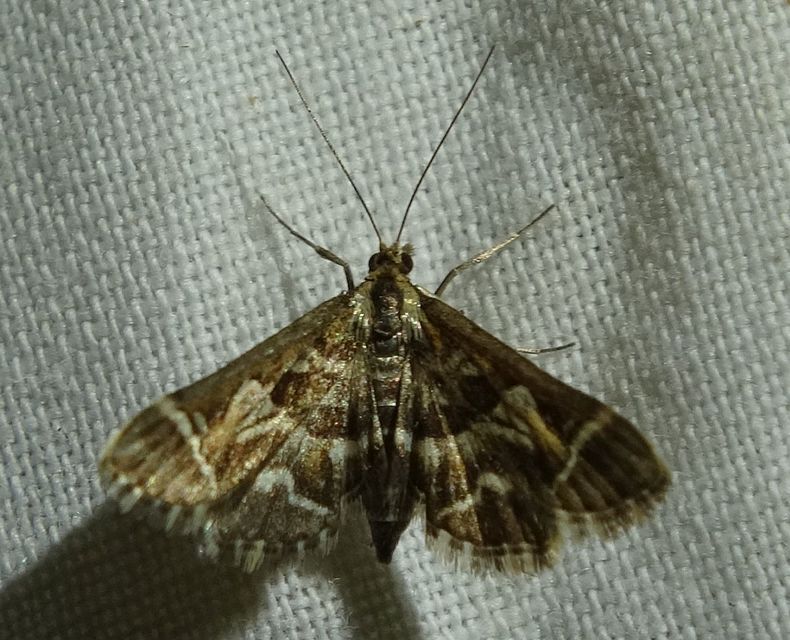 Diasemia reticularis - betűmintás tűzmoly
