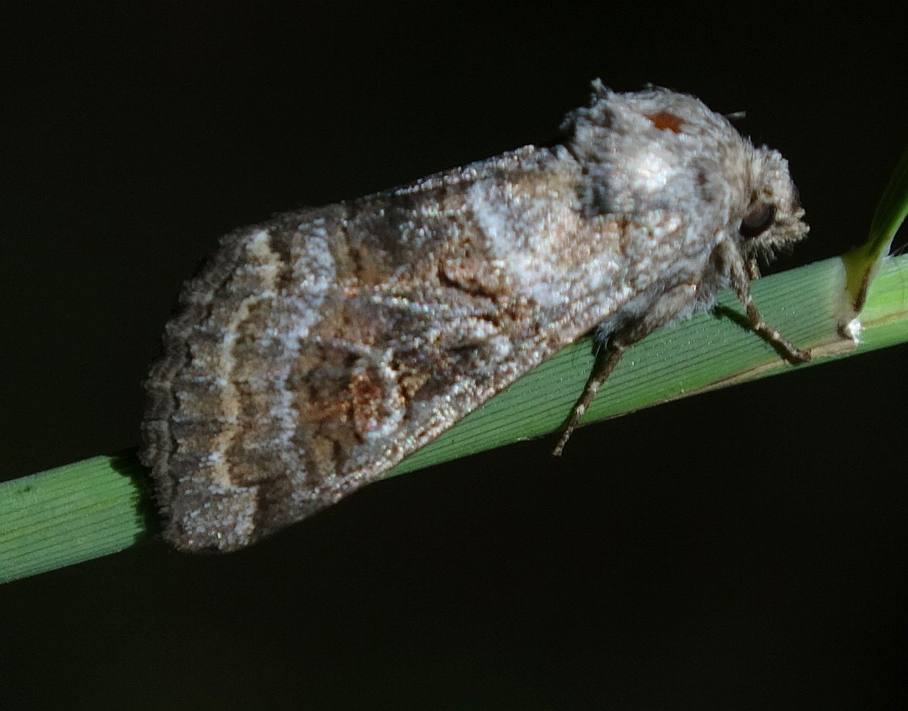 Cleoceris scoriacea - szürke liliombagoly