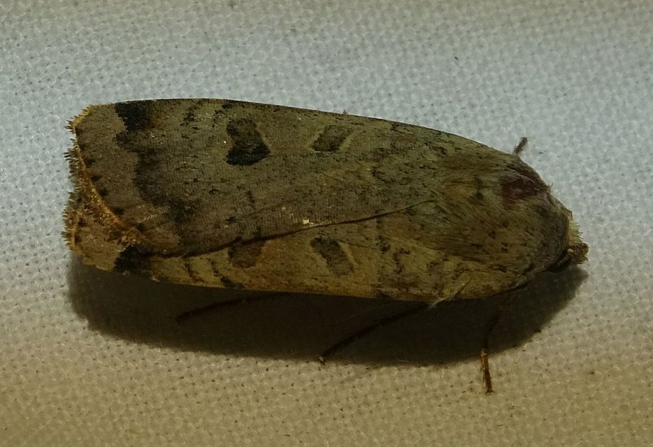 Noctua interposita - köztes sárgafűbagoly