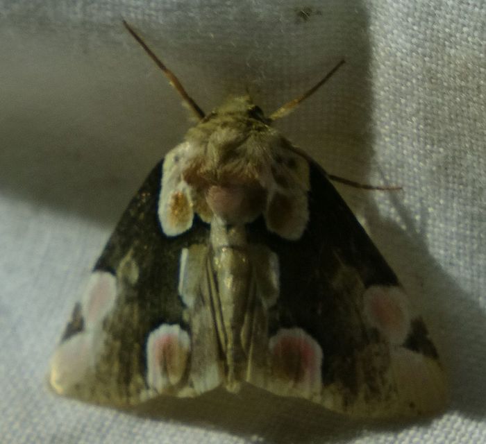 Thyatira batis - rózsafoltos pihésszövő