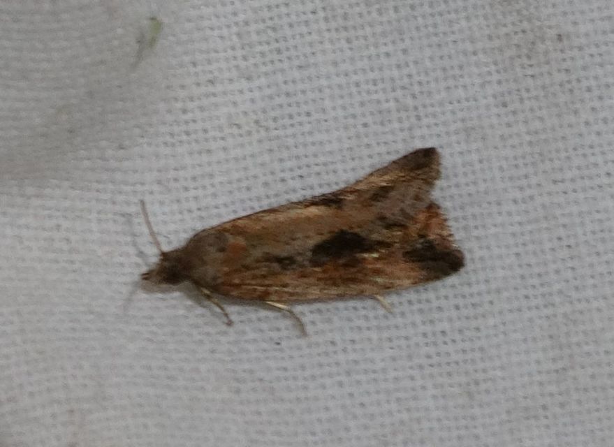 Endothenia quadrimaculana - mocsári tükrösmoly