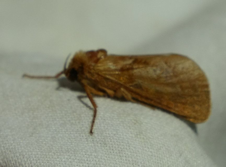 Triodia sylvina - kis gyökérrágólepke