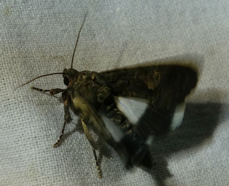 Anophia leucomelas - déli folyófűbagoly