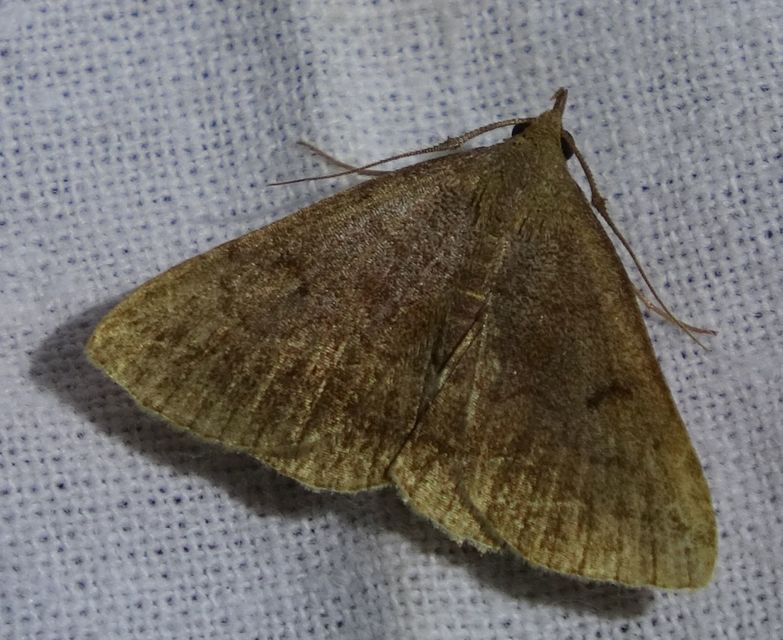 Zanclognatha lunalis - pelyheslábú karcsúbagoly