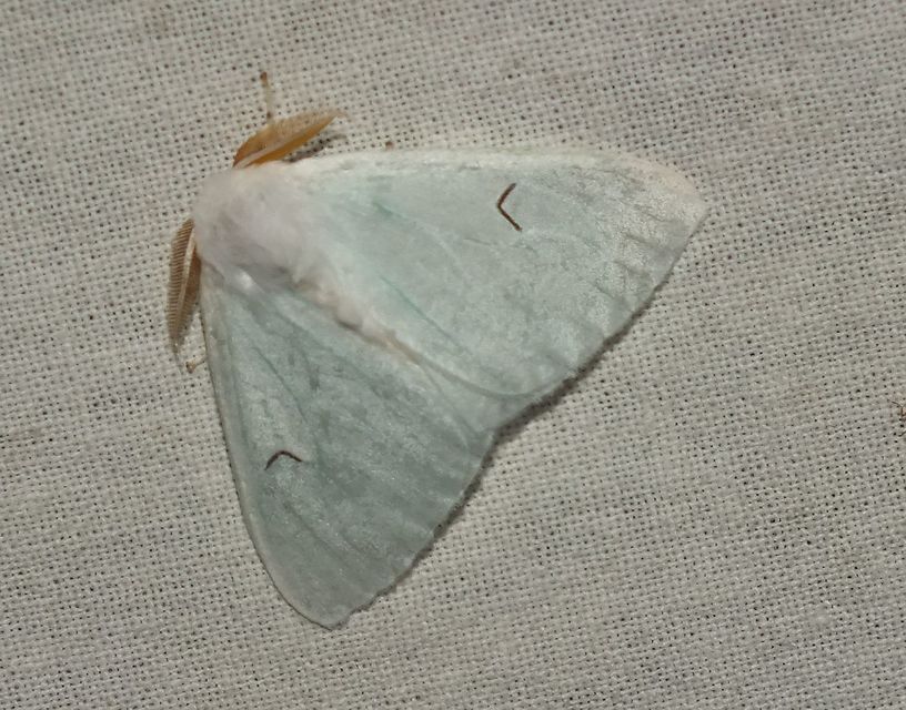 Arctornis l-nigrum - L-betűs gyapjaslepke