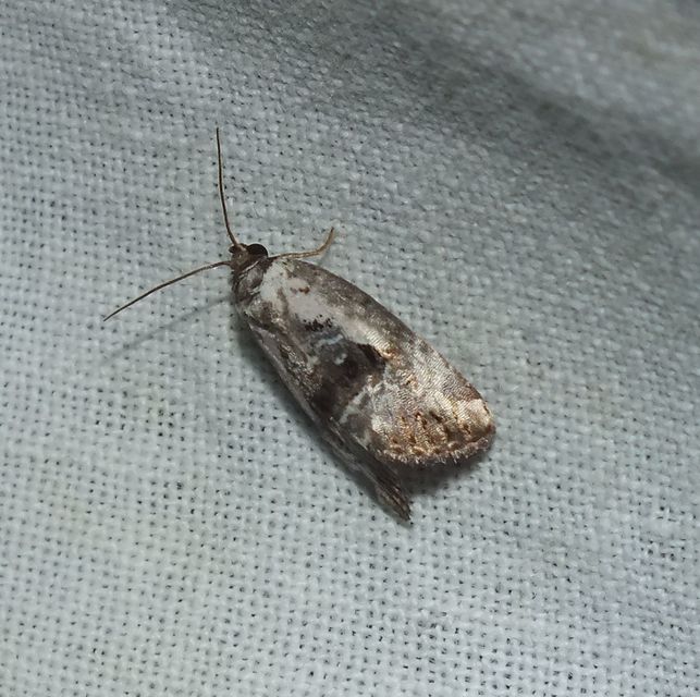 Hapalotis venustula - rózsaszínű mázasbagoly