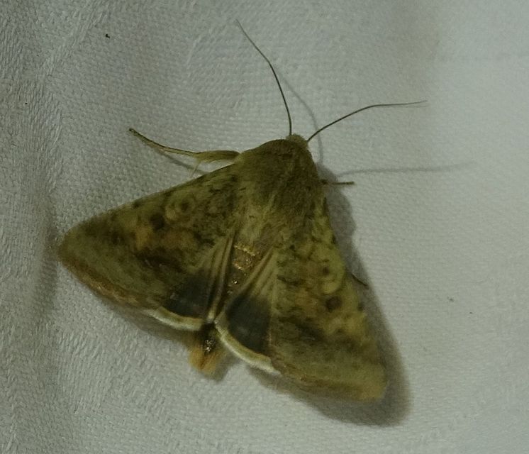 Helicoverpa armigera - kukorica-veteménybagoly