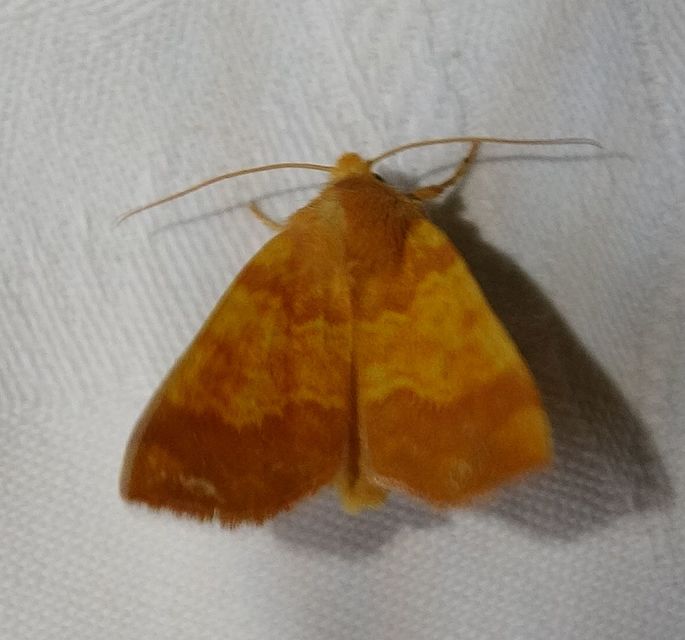Tiliacea aurago - aranyló sárgabagoly