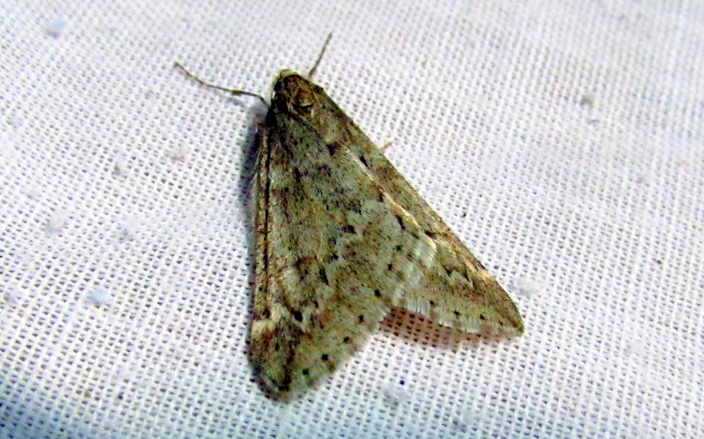 Alsophila aescularia - vadgesztenye-araszoló
