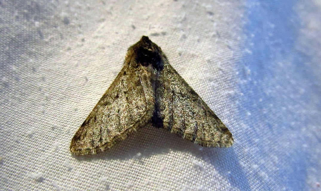Apocheima pilosaria - zöldes tavasziaraszoló