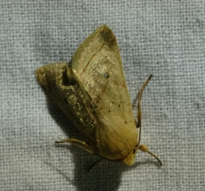 Leptologia macilenta - gyertyán-őszibagoly