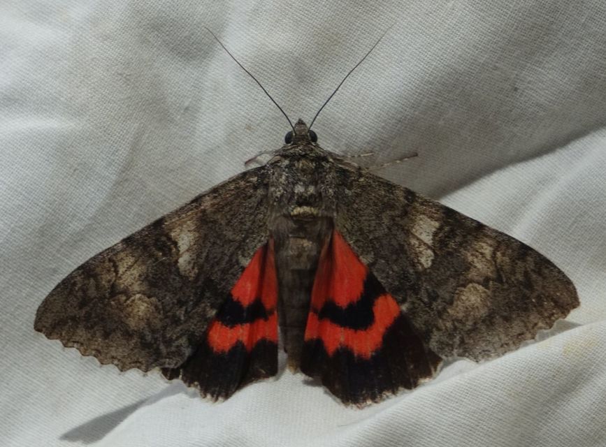 Catocala nupta - piros övesbagoly