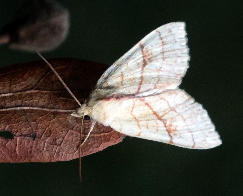 Tiliacea citrago - citromszínű sárgabagoly