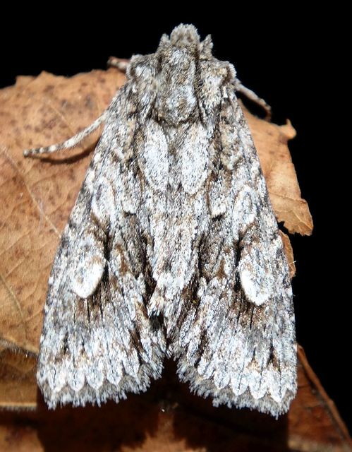 Meganephria bimaculosa - kétfoltos szilbagoly