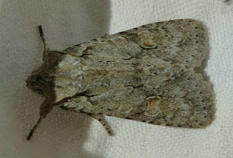 Lithophane ornitopus - közönséges fabagoly