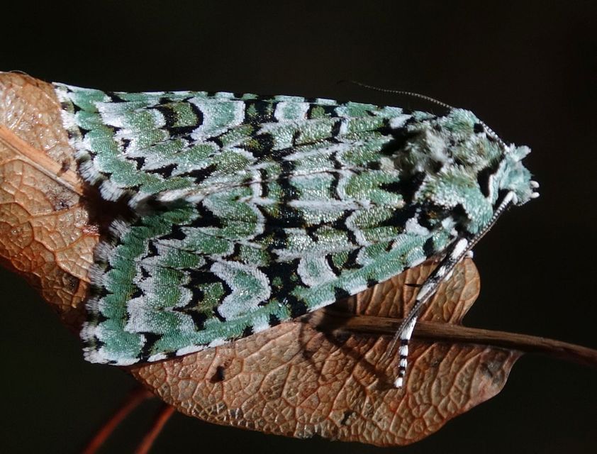 Griposia aprilina - őszi zöldbagoly
