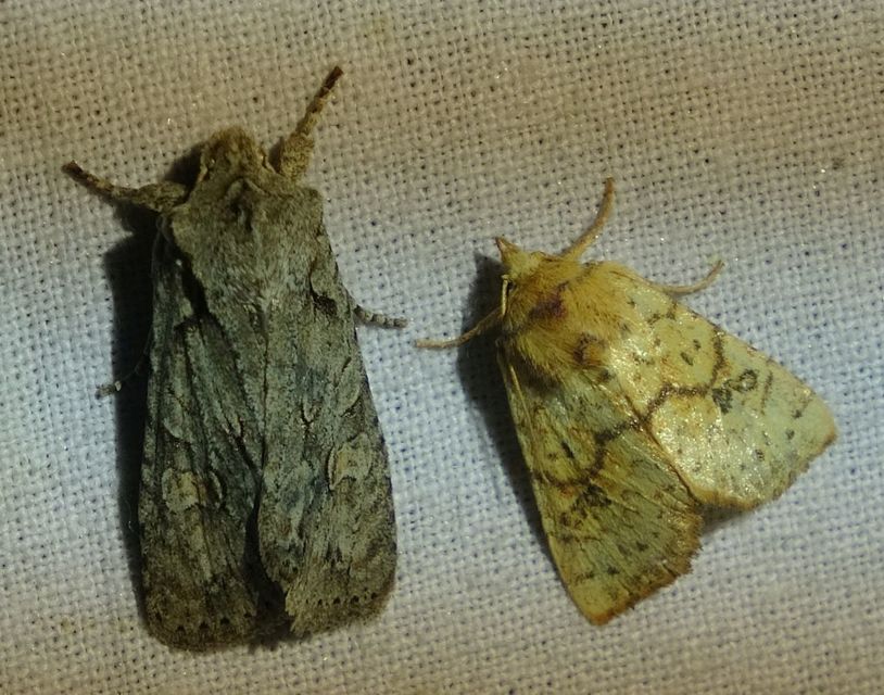Tiliacea sulphurago - kénes sárgabagoly