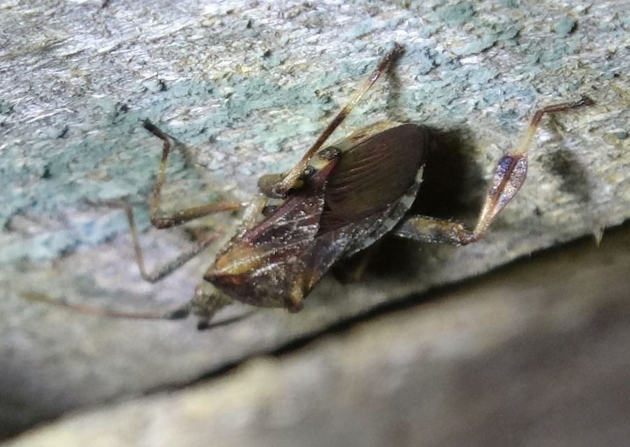 Leptoglossus occidentalis - nyugati levéllábú poloska