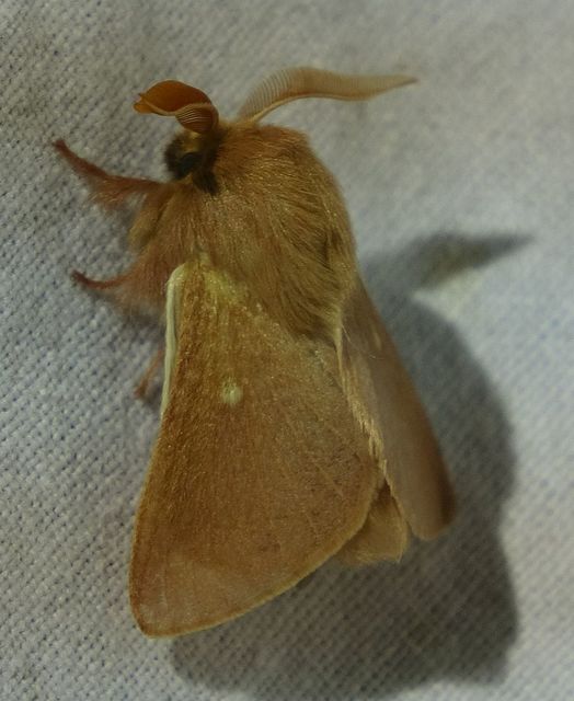 Eriogaster rimicola - vörhenyes gyapjasszövő
