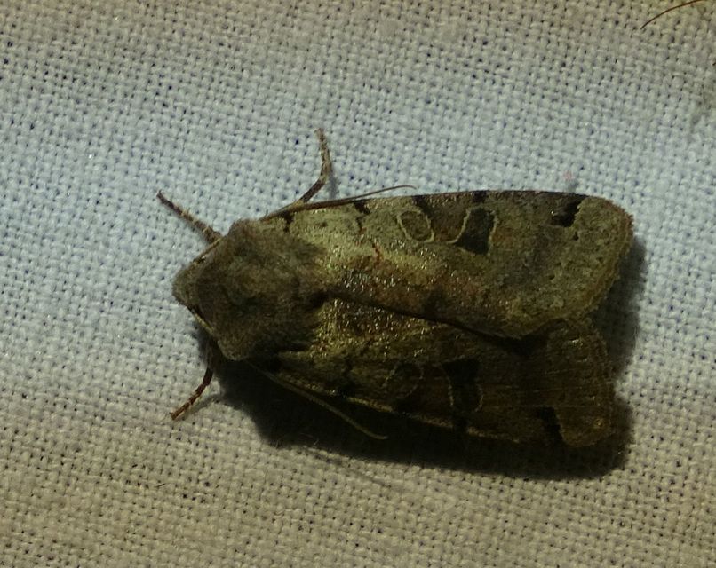 Anchoscelis litura - tarka őszibagoly