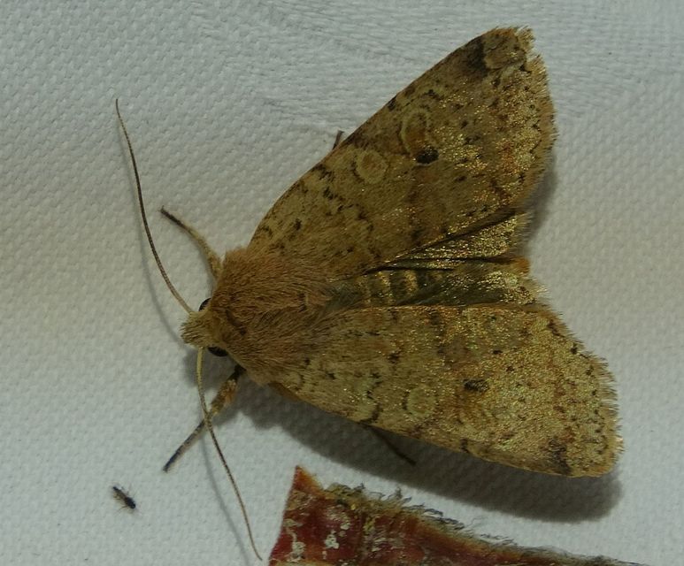 Propenistra laevis - könnyű őszibagoly