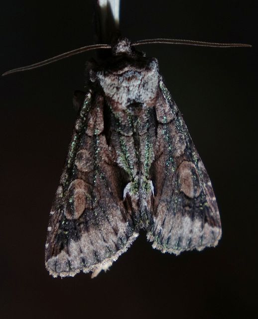 Allophyes oxyacanthae - galagonyabagoly