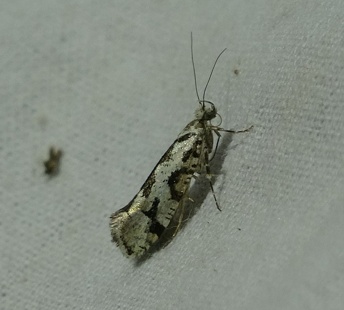 Ypsolopha sequella - ligeti tarkamoly