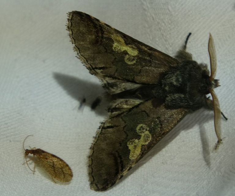 Diloba caeruleocephala - őszi kékesbagoly