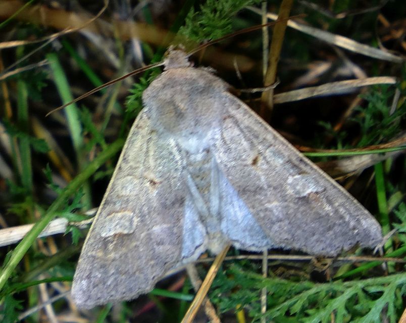 Ammoconia caecimacula - szürke őszibagoly