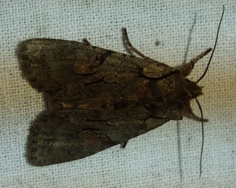 Lithophane furcifera - villás fabagoly