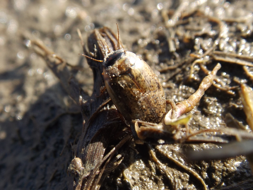 Agabus nebulosus - sárgás gyászcsíkbogár