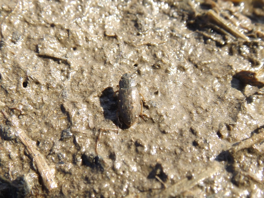 Helophorus