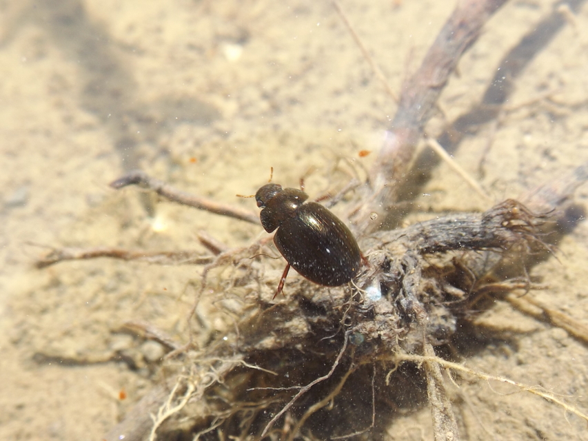 Hydrobius fuscipes - változékony csibor