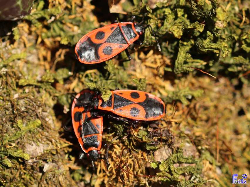 Pyrrhocoris apterus - verőköltő poloska