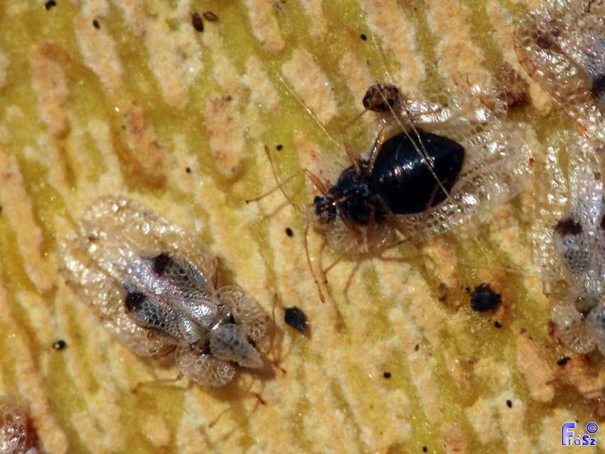 Corythucha ciliata - platán-csipkéspoloska
