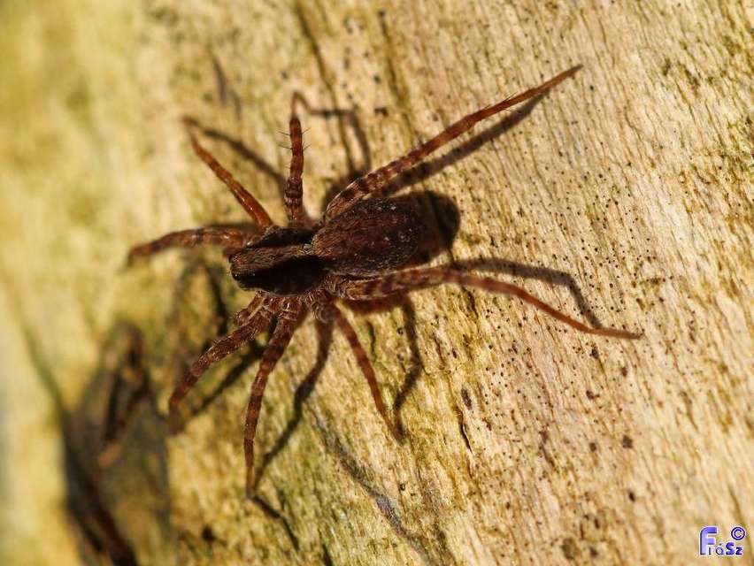 Pardosa alacris/lugubris