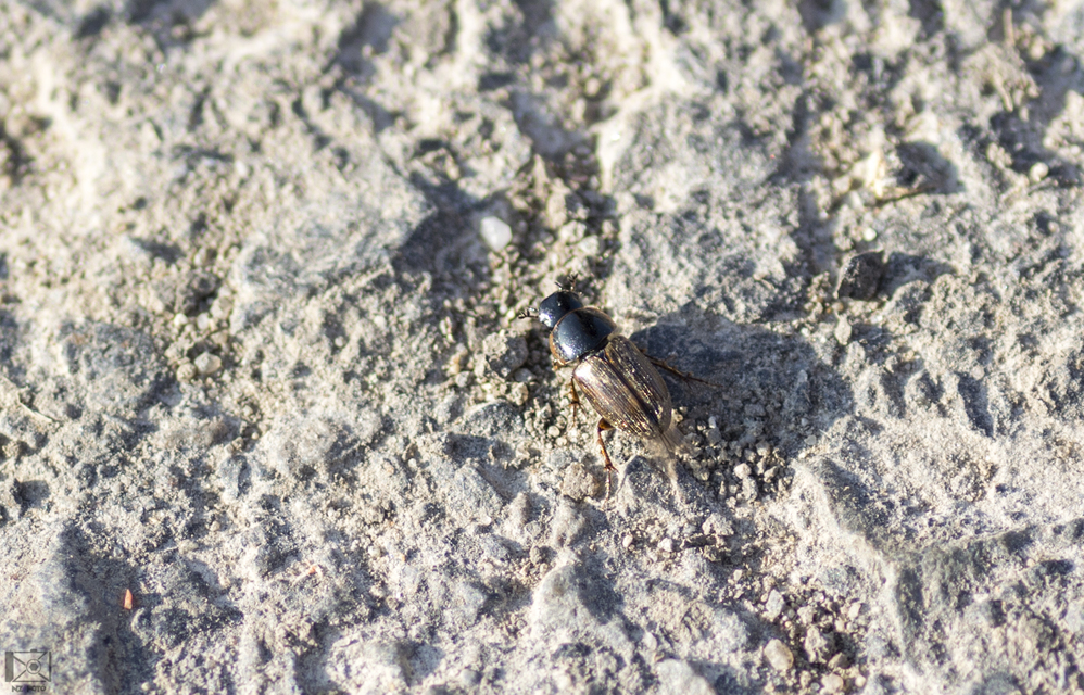 Aphodius prodromus - sárgalábú trágyabogár