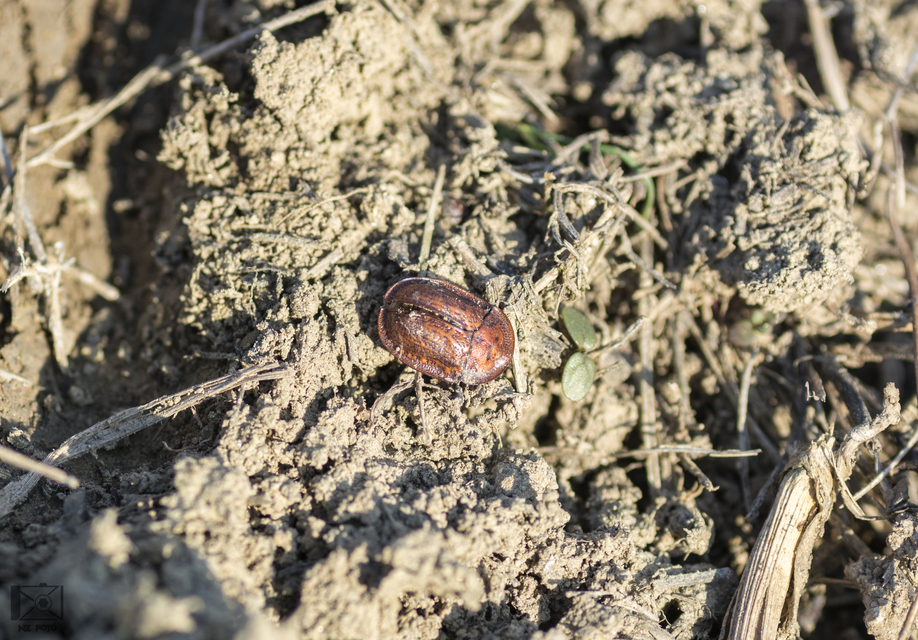Cassida canaliculata - karimás pajzsbogár Cassida canaliculata - karimás pajzsbogár