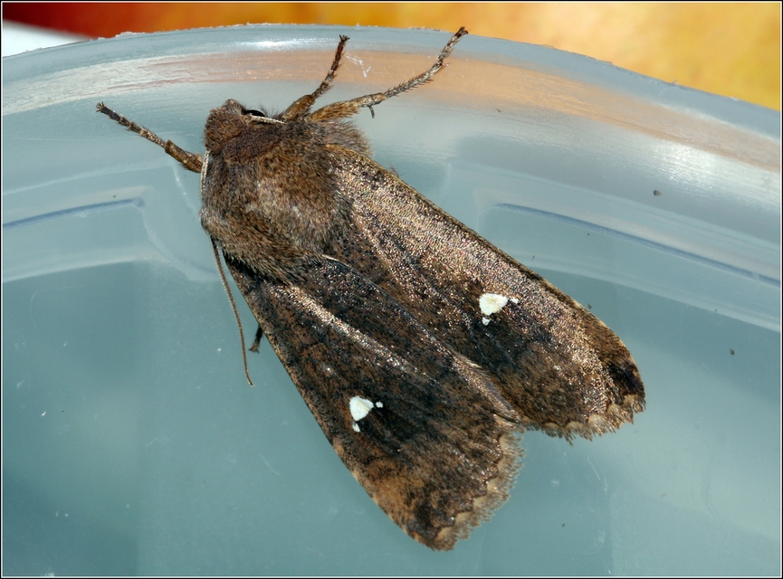 Eupsilia transversa - holdacskás télibagoly