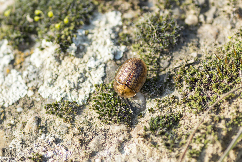 Cassida canaliculata - karimás pajzsbogár Cassida canaliculata - karimás pajzsbogár