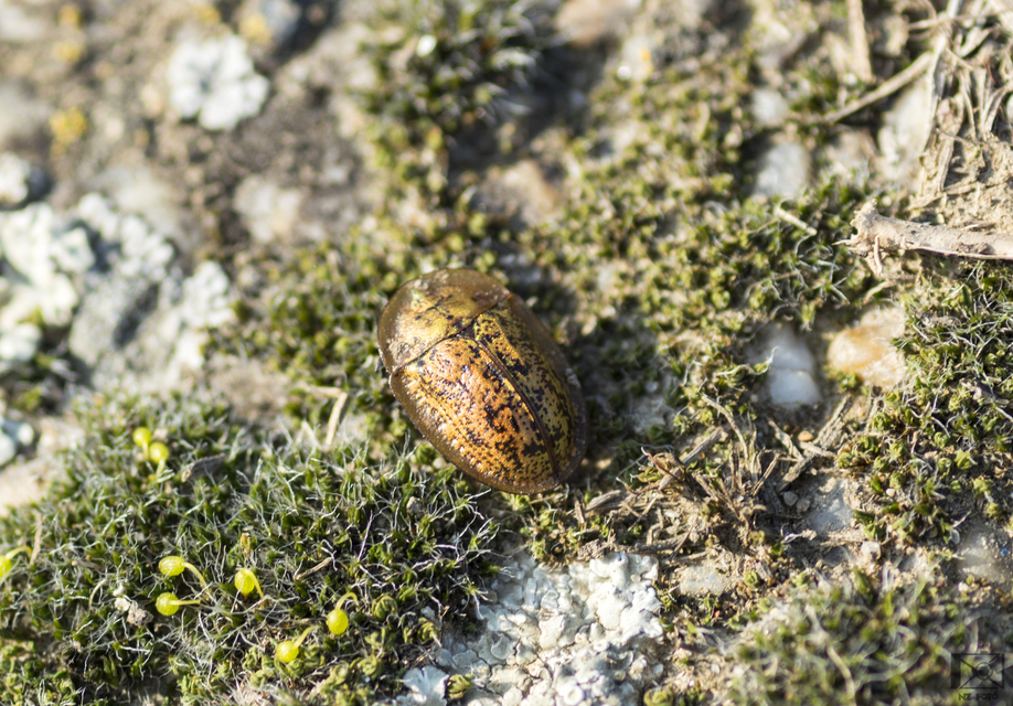 Cassida canaliculata - karimás pajzsbogár Cassida canaliculata - karimás pajzsbogár