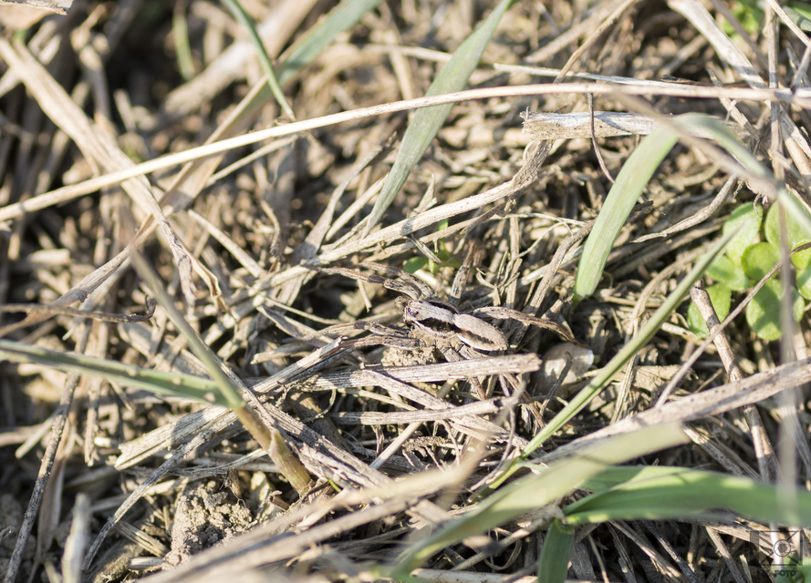 Alopecosa striatipes