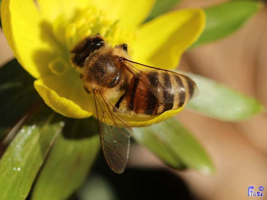 Apis mellifera - háziméh