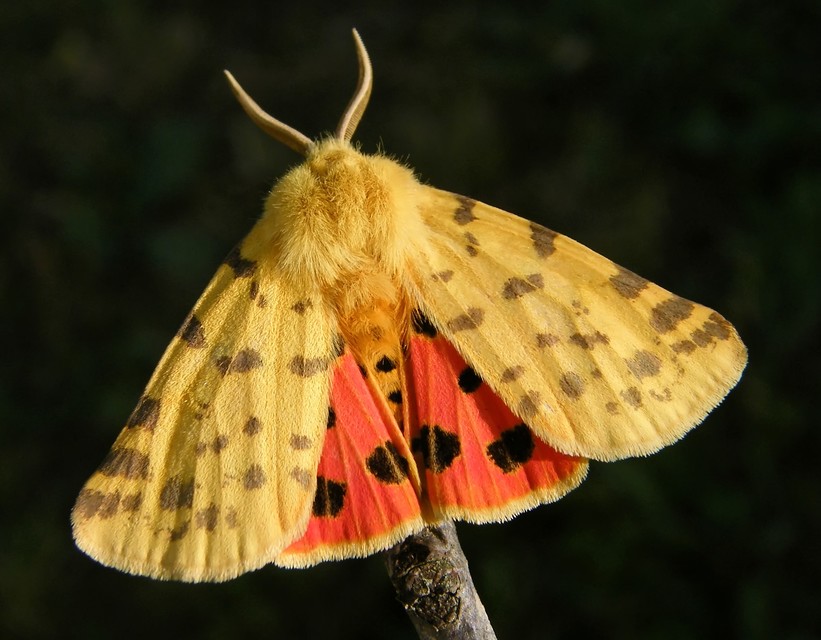 Rhyparia purpurata - bíborszínű medvelepke