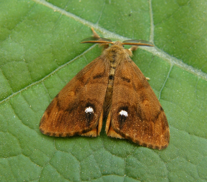 Orgyia antiqua - rozsdabarna kisszövő