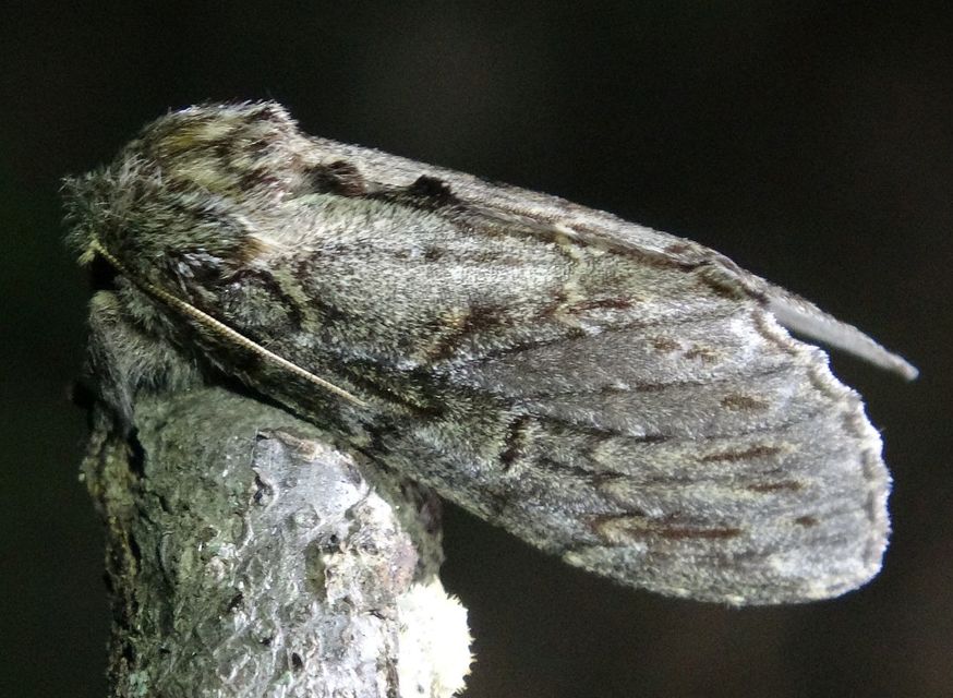 Peridea anceps - füstös púposszövő