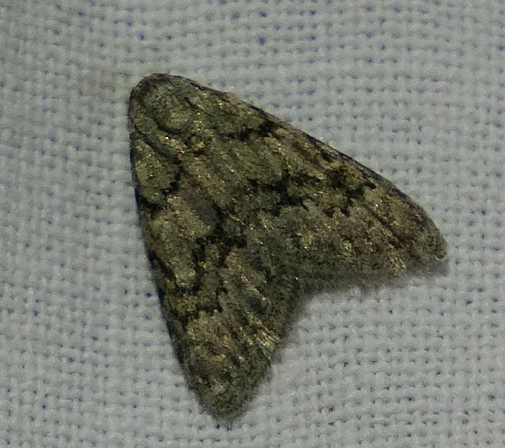 Nola cicatricalis - szürke pamacsosszövő