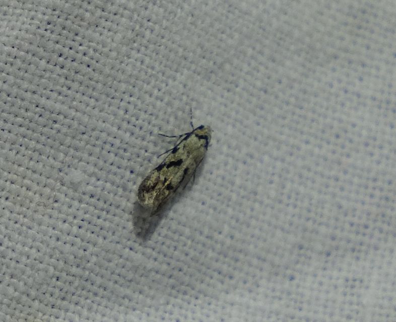 Stenolechiodes pseudogemmellus - molyhostölgyes sarlósmoly